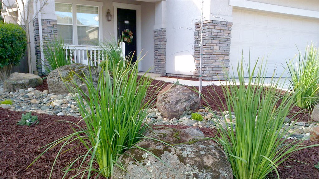 Drought-resistant landscaping with grasses and rock garden.